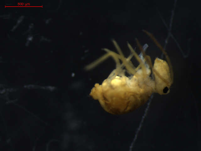 Image of Dicyrtomina minuta (Fabricius O 1783)