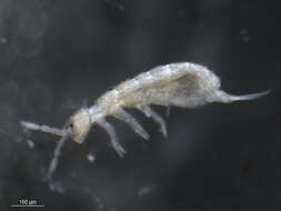 Image of Springtail