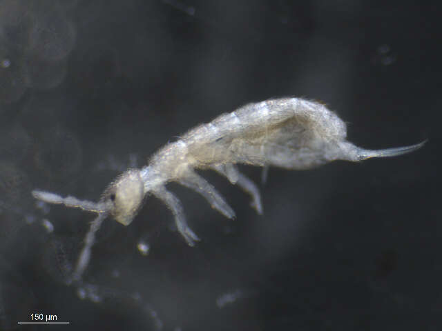 Image of Springtail