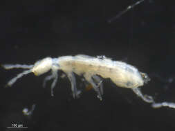 Image of Springtail