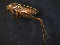 Image of <i>Metrioptera roeselii</i>