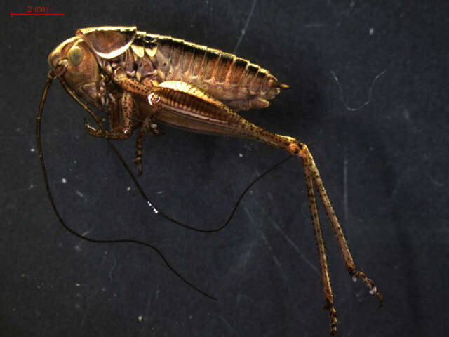 Image of <i>Metrioptera roeselii</i>