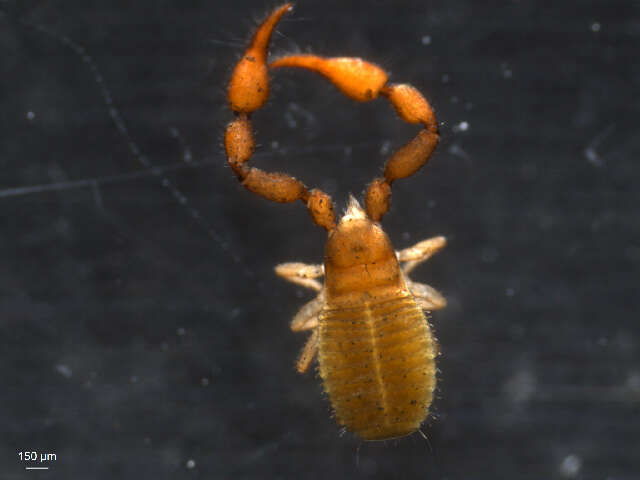 Image de Pselaphochernes scorpioides (Hermann 1804)