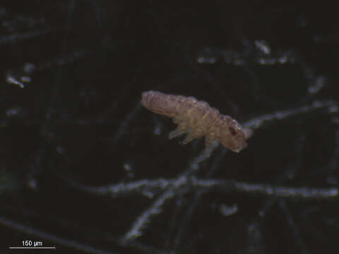 Image of Brachystomella