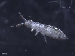 Image of Hypogastrura (Hypogastrura) subboldorii Delamare Deboutteville, C, Jacquemart & S 1962