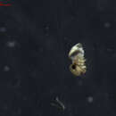 Image of Bertkauia lucifuga (Rambur 1842)