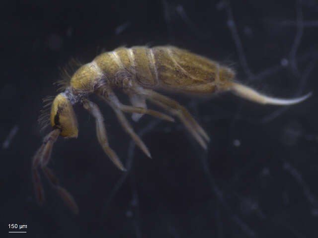 Image of Springtail