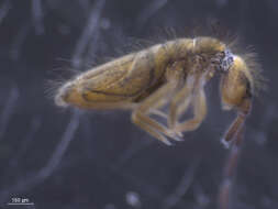 Image of Springtail