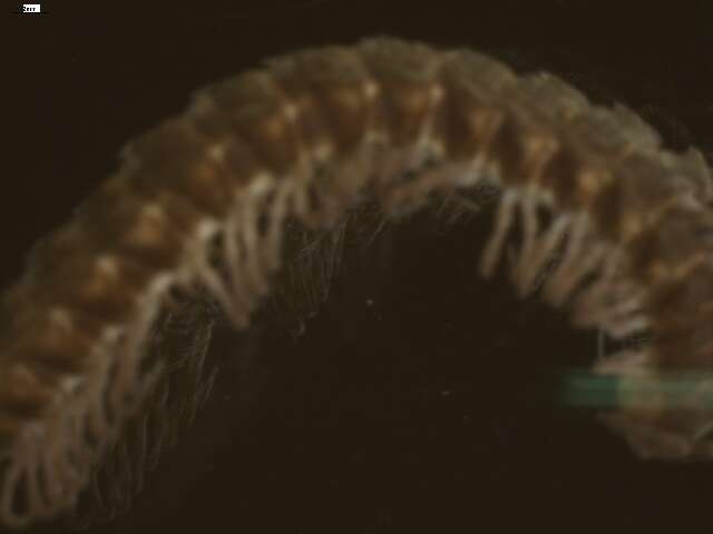 Image of Flat-backed millipede