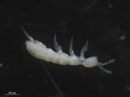 Image of Springtail