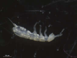 Image of Springtail