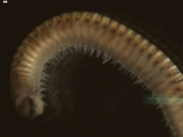 Image of Blunt-tailed Snake Millipede