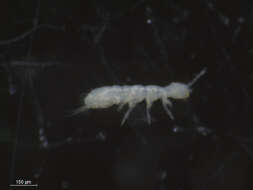 Image of Springtail