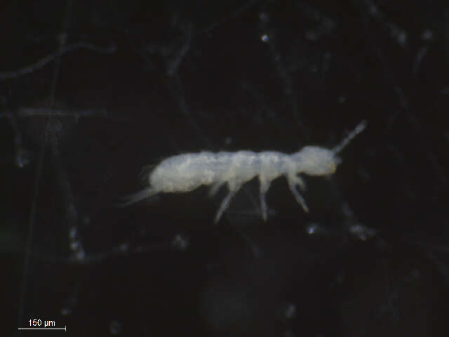 Image of Springtail