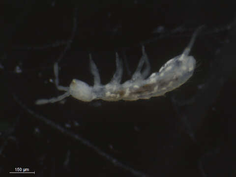 Image of Springtail