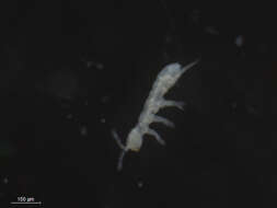 Image of Springtail