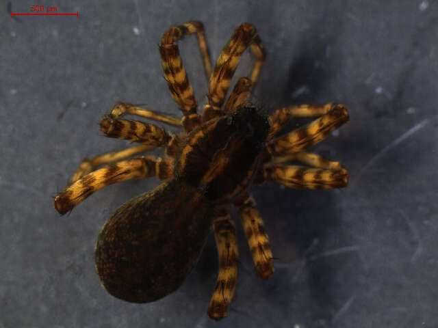 Image of Pardosa pullata (Clerck 1757)