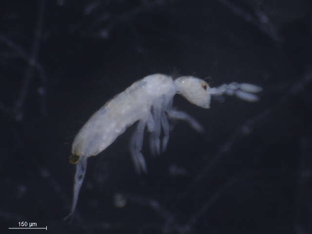 Image of Pseudosinella