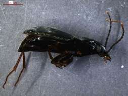 Image of Pterostichus