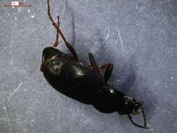 Image of Pterostichus