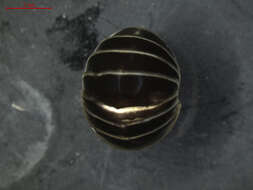 Image of Pill millipede