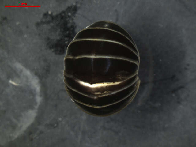 Image of Pill millipede