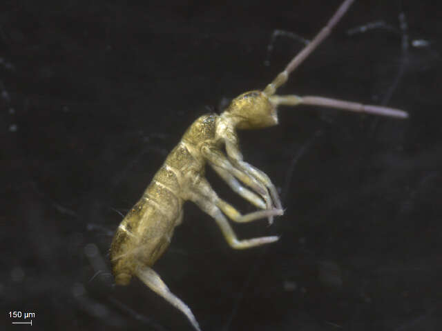 Image of Springtail