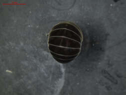 Image of Pill millipede