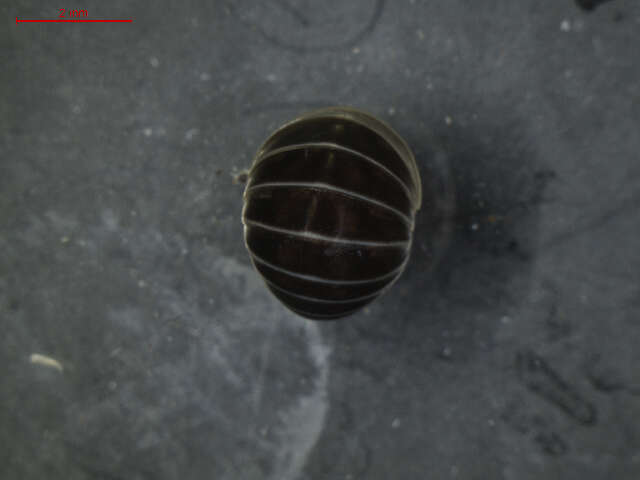 Image of Pill millipede