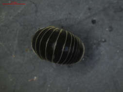 Image of Pill millipede