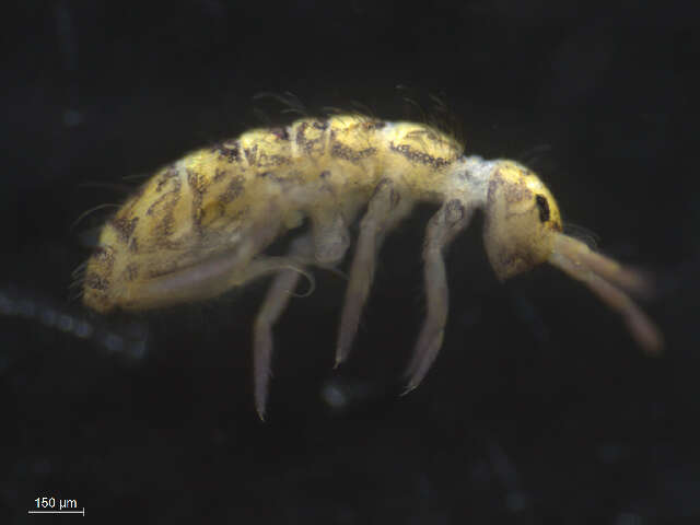 Image of Orchesella villosa (von Linné & C 1767)