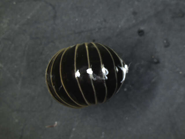 Image of Pill millipede