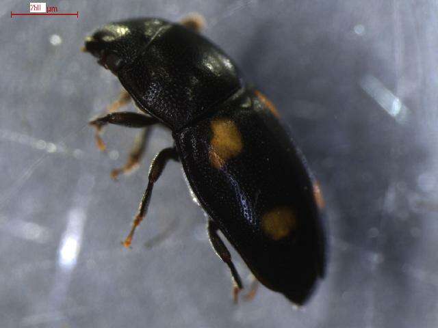 Image of <i>Glischrochilus hortensis</i>