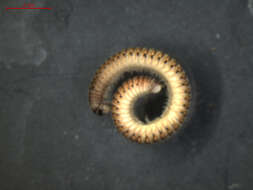 Image of Blunt-tailed Snake Millipede