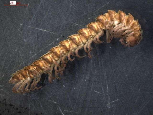 Image of Flat-backed millipede