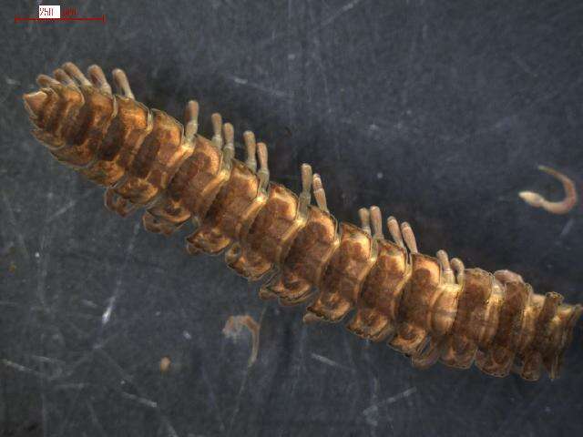 Image of Flat-backed millipede