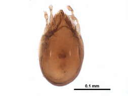 Image of Ceratozetella Shaldybina 1966