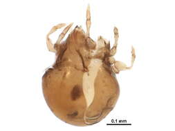 Image de Oribatula tibialis (Nicolet 1855)