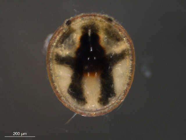 Image of Mideopsis