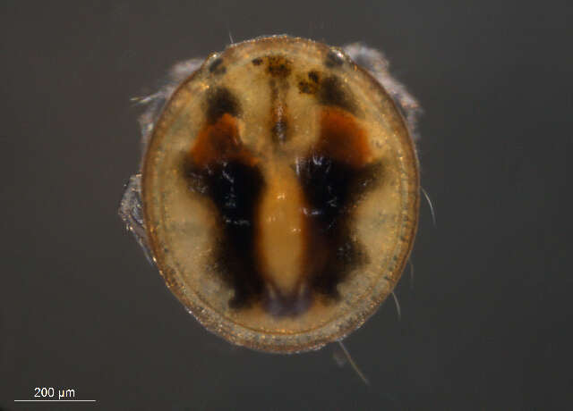 Image of Mideopsis