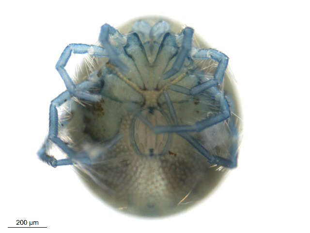 Image of Acariformes
