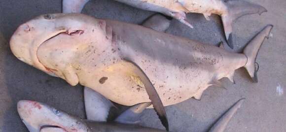 Image of Blacktip Reef Shark