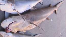 Image of Blacktip Reef Shark