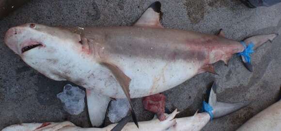 Image of Blacktip Reef Shark