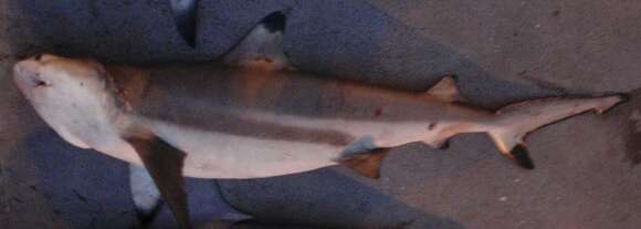 Image of Blacktip Reef Shark