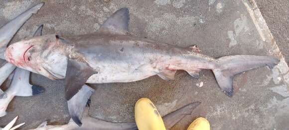 Image of Bignose Shark