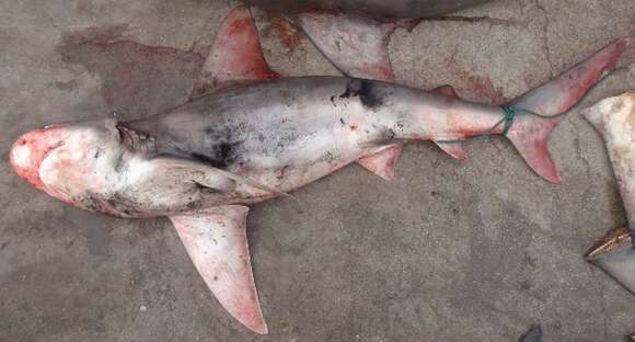 Image of Sandbar Shark