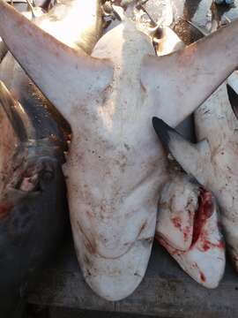 Image of Sandbar Shark