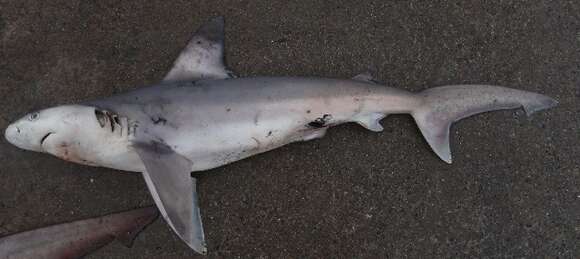 Image of Sandbar Shark