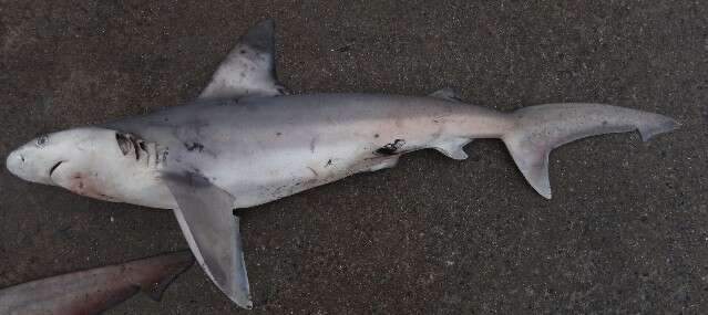 Image of Lost shark